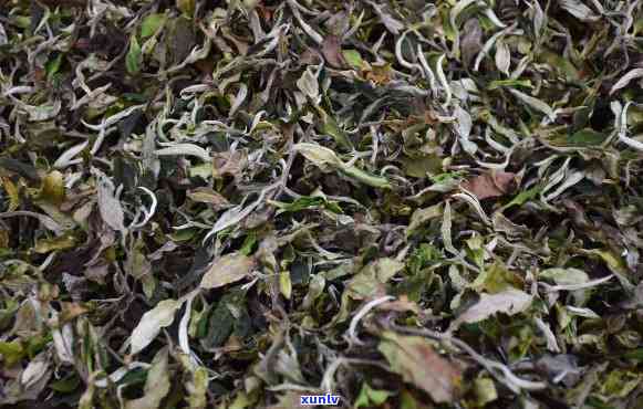 凤凰雪片茶属于什么茶，探寻凤凰雪片茶的神秘面纱：它究竟属于哪种茶类？