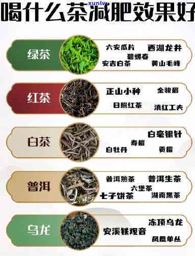 探索普洱茶世界：全方位解析六大名茶品种及其口感特点