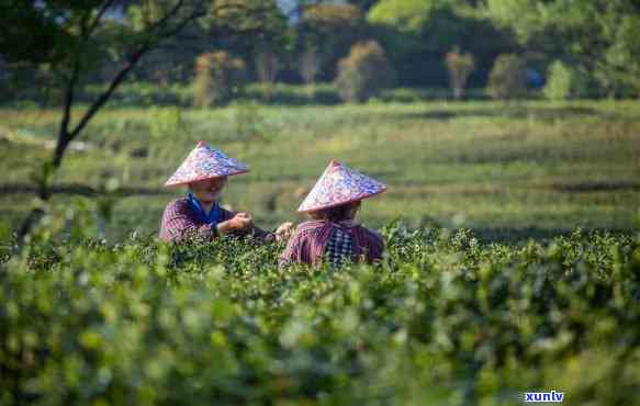 白茶与生普茶：口感特色的对比解析