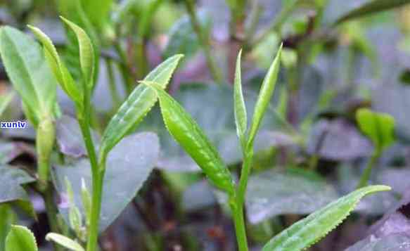 探寻雨林深处：2015年份老班章普洱茶品鉴