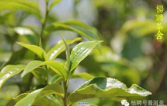 缙云甜茶属于什么茶种？详解其分类和特点