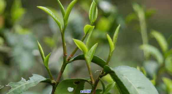 平香茶属于什么茶类，探秘平香茶：它属于哪一类茶？