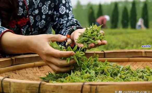 华南地区产什么茶叶最多，揭秘华南地区最产的茶叶种类！