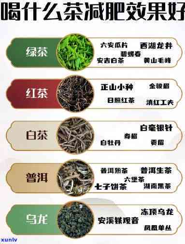 普有什么好喝的茶-普有什么好喝的茶店