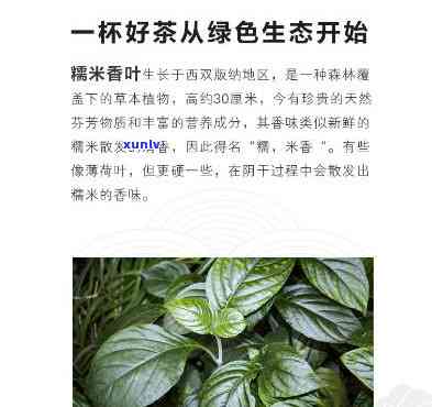 半金茶的功效与作用及禁忌，全面解析：半金茶的功效、作用及使用禁忌