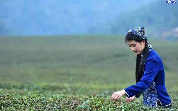 冰岛古树茶如何泡饮，探究冰岛古树茶的冲泡 *** 