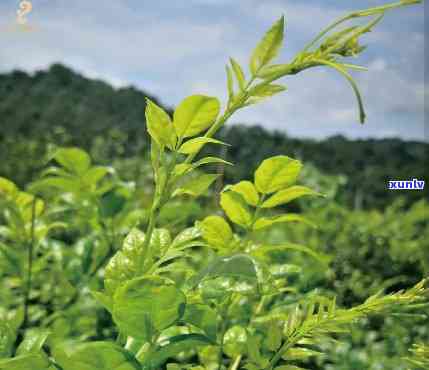 普洱茶口感对比：哪款茶更好品尝？如何选择适合自己的普洱茶？