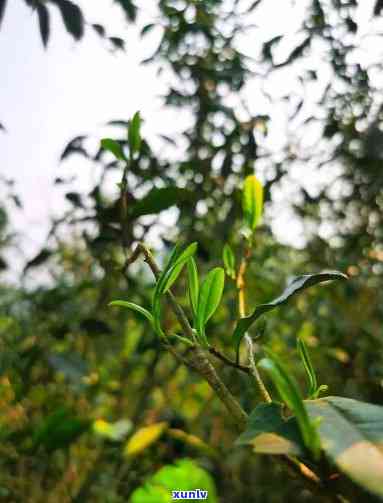 冰岛金芽357克茶饼：最新价格及批发信息，生茶报价