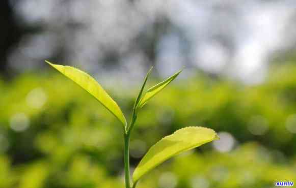 云南勐海木普洱茶：价格与熟茶全面解析