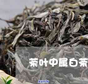 小罐茶冰岛老寨生茶-小冰岛茶最贵的多少钱一斤