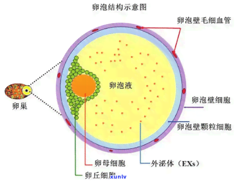 处罚逾期会有滞纳金吗，处罚逾期是不是会产生滞纳金？