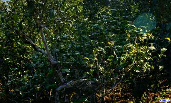 单株古树茶是什么茶-单株古树茶是什么茶叶