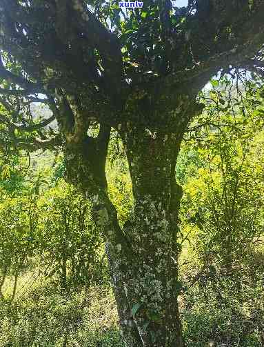 黄色貔貅项链翡翠-黄色貔貅项链翡翠图片