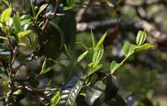 机关办公用茶标准，机关办公：探讨茶叶的品质、种类和饮用方式的标准