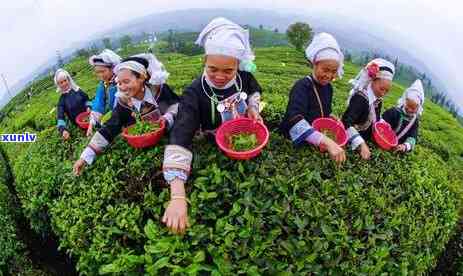 碎银子茶天能喝不-碎银子茶天能喝不