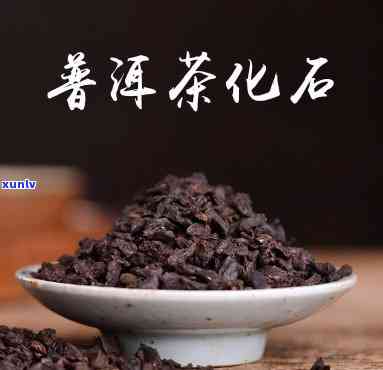 干松针茶的 ***  *** 窍门：步骤详解与视频教程