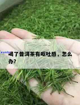 csn香草红茶价格-corson香草红茶的功效