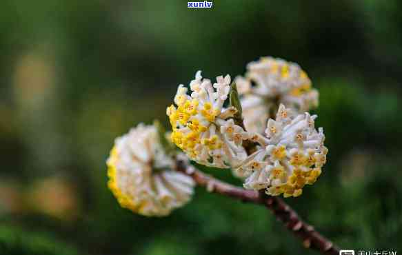 结香花,又称作东藿香,藿香,藿香花等,是一种具有独特香味的泡水植物