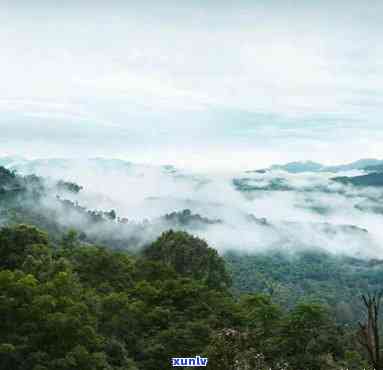 探索古六大茶山的口感特点：独特的地域风味与历文化背景