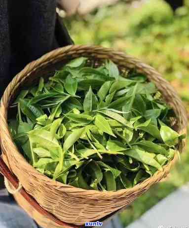 探索古六大茶山的口感特点：独特的地域风味与历文化背景