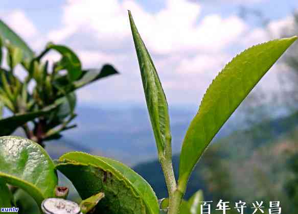 古六大茶山的六匹马-古六大茶山的六匹马是什么