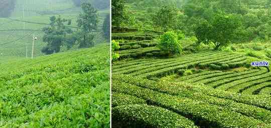 湖北茶砖产地，揭秘湖北茶砖的产地，品味正宗湖北茶香