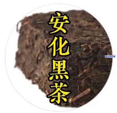 探究安化黑毛茶的多重功效与作用