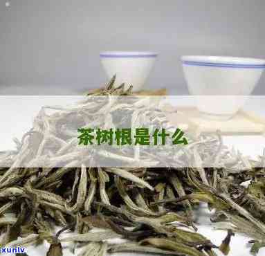 泡茶的像树根一样是什么？——解析茶叶中的特殊形状物质