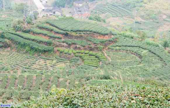 弯属于哪个茶区，探究茶叶知识：弯属于哪个茶区？