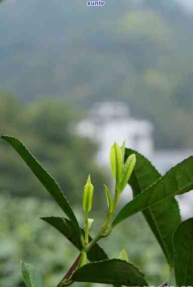 为什么有人喜欢喝茶,茶好喝吗，探究为何有人热爱品茗：茶叶的美味究竟在哪里？