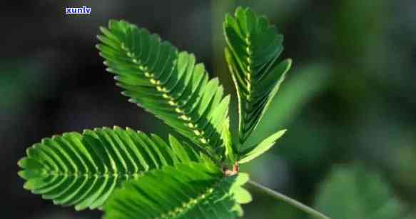 含羞草像翡翠的植物，翡翠般的美丽：探索含羞草的魅力