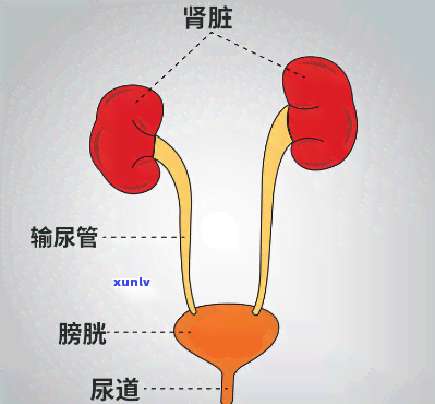 喝茶排尿比别人快快正常吗？是肾不好吗？