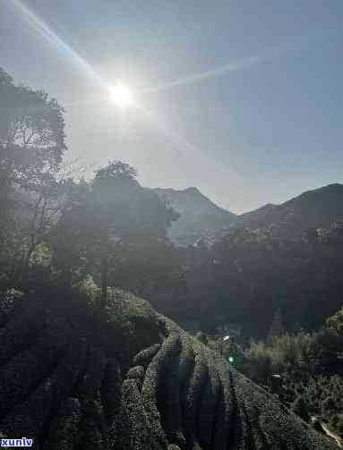 岭喝茶的地方推荐：神秘的岭茶园