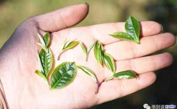 倚邦有一种奇葩的普洱茶叫猫耳朵，探秘倚邦独特普洱茶——猫耳朵