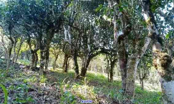 曼松茶属于哪个片区-曼松茶区在哪里