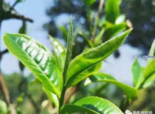 曼松茶的口感特点，探索曼松茶的独特口感：一次味蕾的冒险之旅