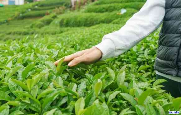 曼松台地茶有农药吗能喝吗，曼松台地茶：是不是有农药残留，能否安心饮用？