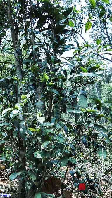 曼松台地茶有农药吗-曼松台地茶有农药吗能喝吗