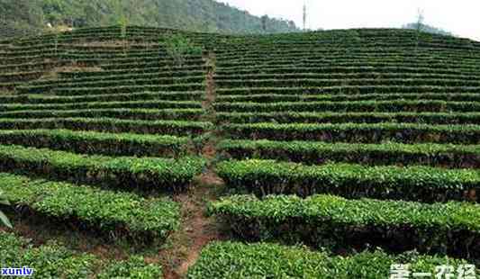 曼松台地茶有农药吗-曼松台地茶有农药吗能喝吗