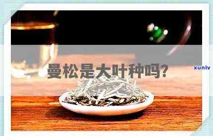 曼松是大叶种茶吗图片，揭秘茶叶知识：探究曼松是否为大叶种茶？看图解析！