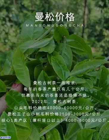 曼松是大叶种茶吗怎么养，曼松：大叶种茶的养护秘诀