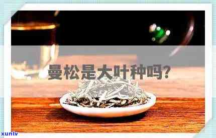 曼松是大叶种茶吗怎么养，曼松：大叶种茶的养护秘诀