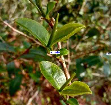 曼松是大叶种茶吗怎么养，曼松：大叶种茶的养护秘诀