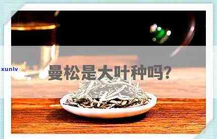 曼松是大叶种茶吗?-曼松是大叶种茶吗