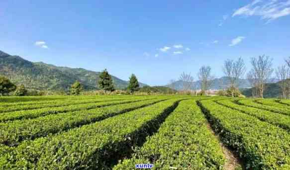 山湘湖哪里喝茶好一点，寻找茶点体验：山湘湖推荐的几个优质茶园！