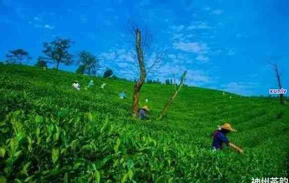 探秘中国最古老的茶区：究竟在哪里？