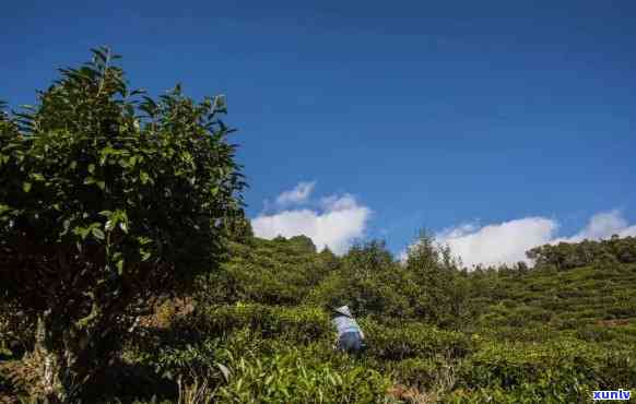 老乌山属于哪个茶区管理？求解！