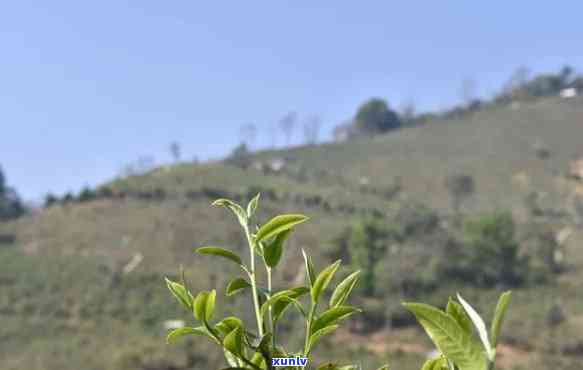 哀牢山的茶怎么样？探究哀牢山好茶及其口感特点