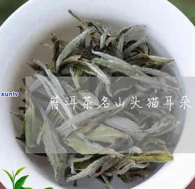 猫耳朵是普洱茶哪个山头，探寻普洱茶韵味：猫耳朵究竟属于哪座山头？