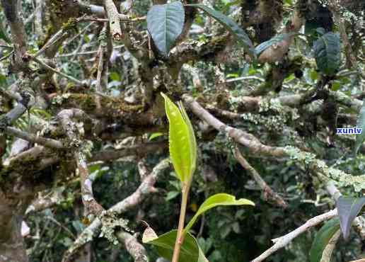 探究巴达山古树茶的独特口感及所属茶区